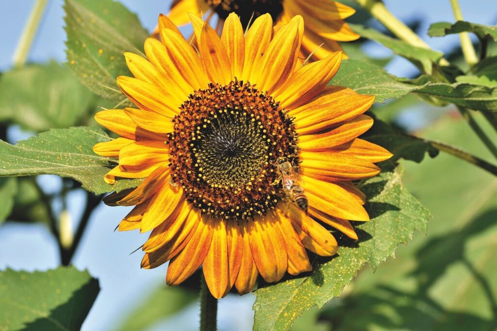 sunflower, bee, pollen