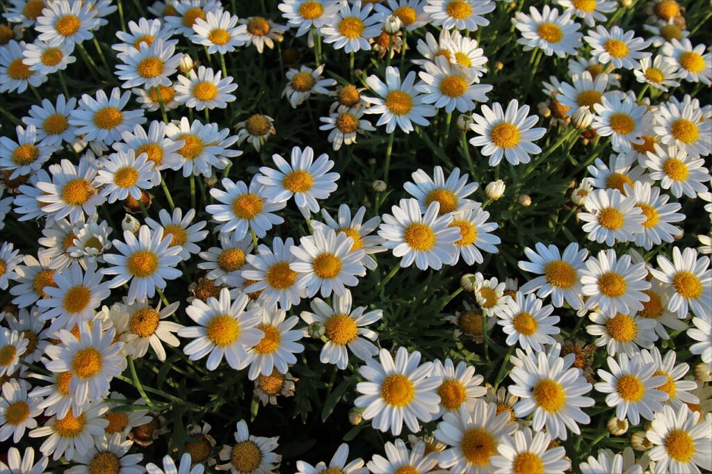 white flowers, wild flowers, chamomile